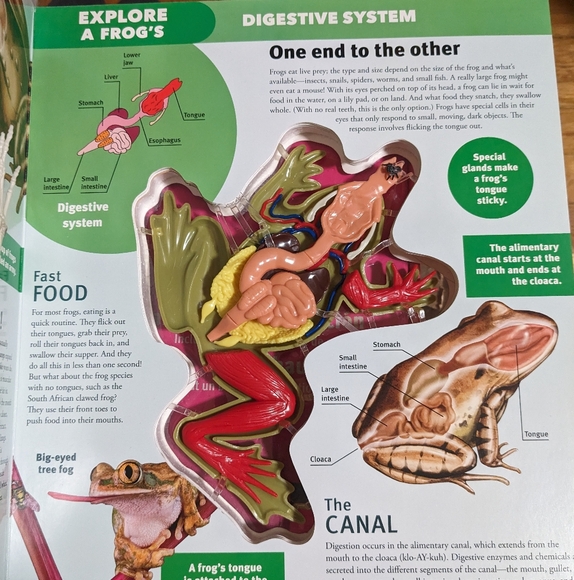 Explore a Frog Book with descriptions of different body systems - Picture 2 of 3